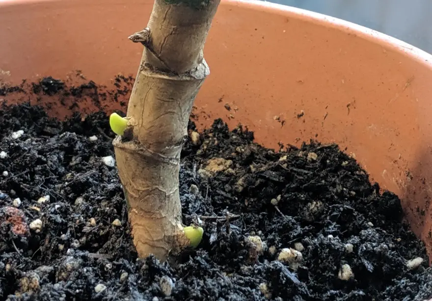 龜背芋發芽照顧