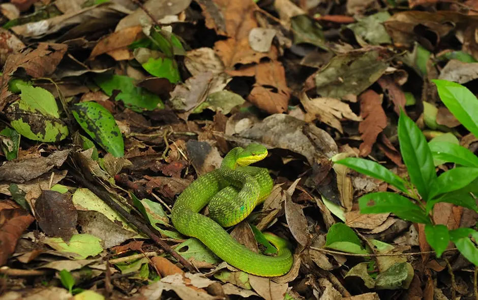 路上有蛇 夢境解析