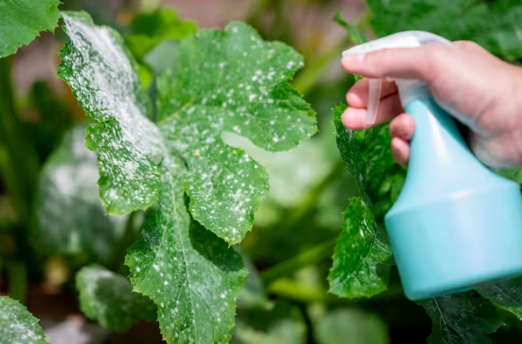 白粉病處理全攻略：從預防到根治的實戰教學