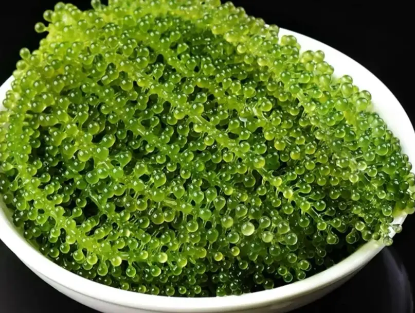 海葡萄種植 海葡萄種植