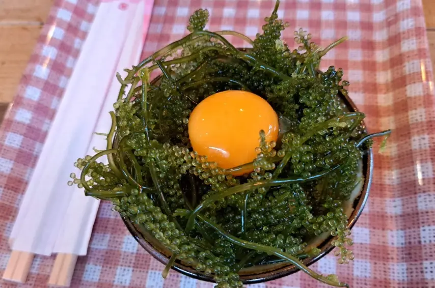 長莖葡萄蕨藻 長莖葡萄蕨藻