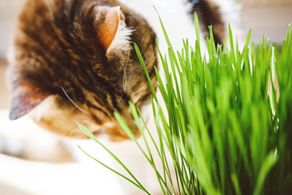 貓咪無毒盆栽 貓咪無毒盆栽