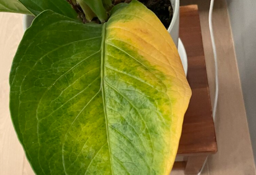 植物葉子黃斑處理 植物葉子黃斑處理