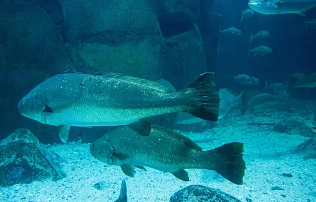 夢見大魚 周公解夢