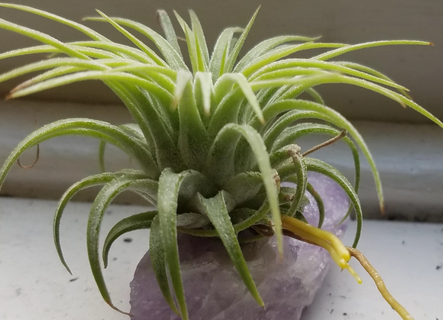 空氣鳳梨側芽繁殖攻略：分株時機、步驟與照顧技巧全解析