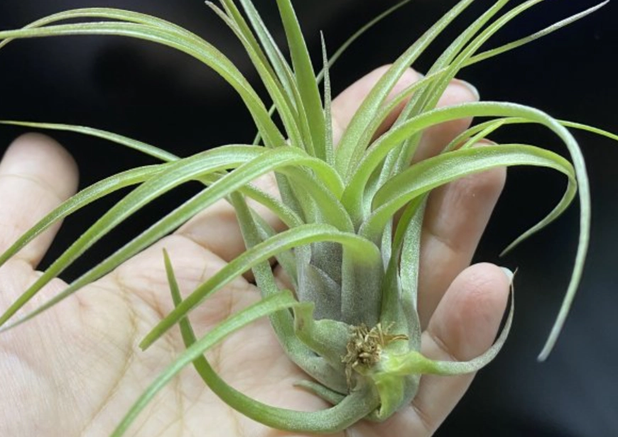 空氣鳳梨繁殖 空氣鳳梨繁殖