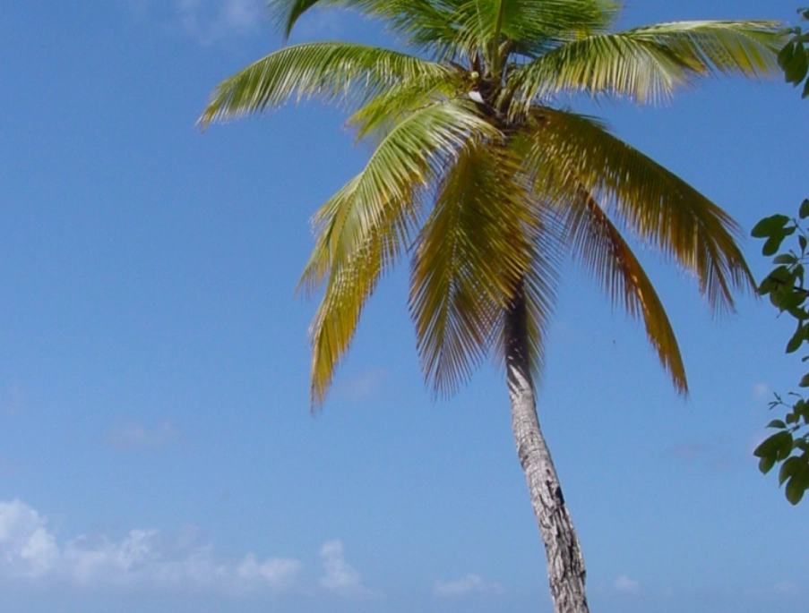 椰子樹太高怎麼辦？修剪、移植、移除的完整指南與費用解析