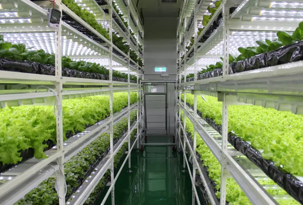 水培種植方法 水培種植方法