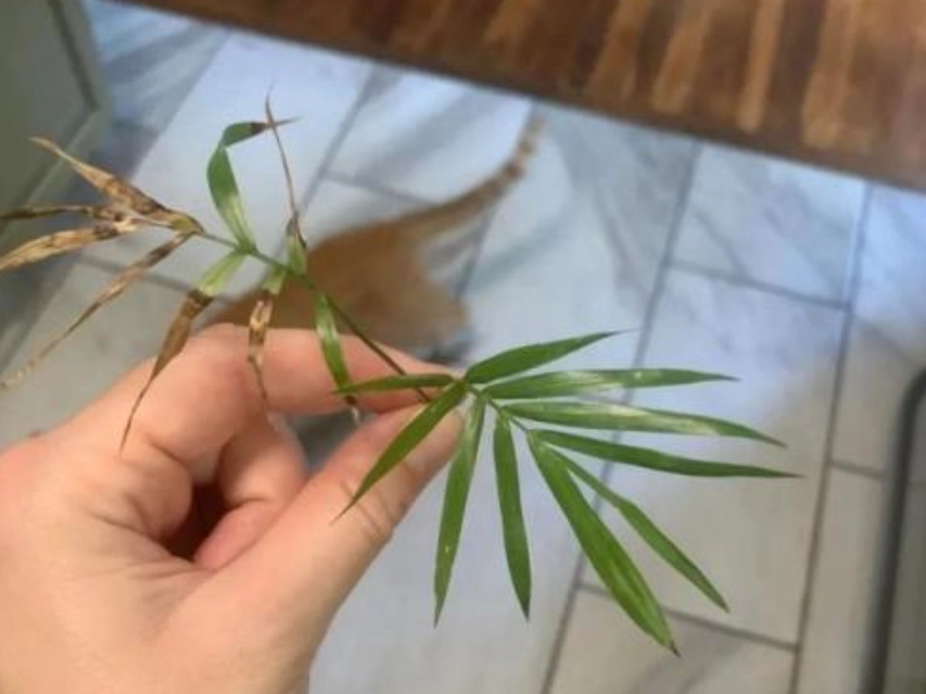 室內植物 枯黃 處理