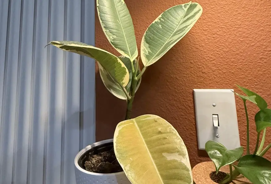 琴葉榕 催芽 方法