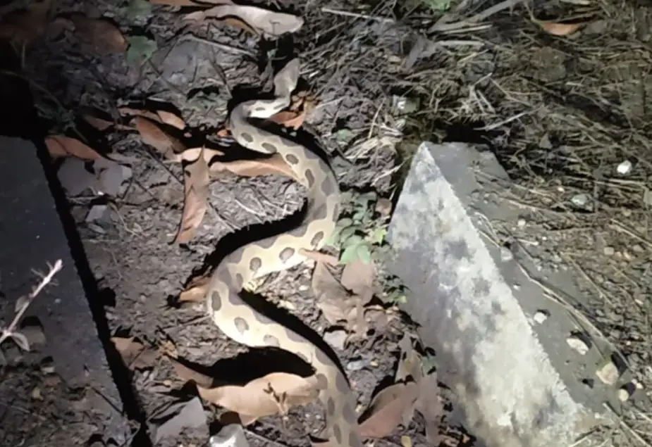 路上有蛇 夢境解析