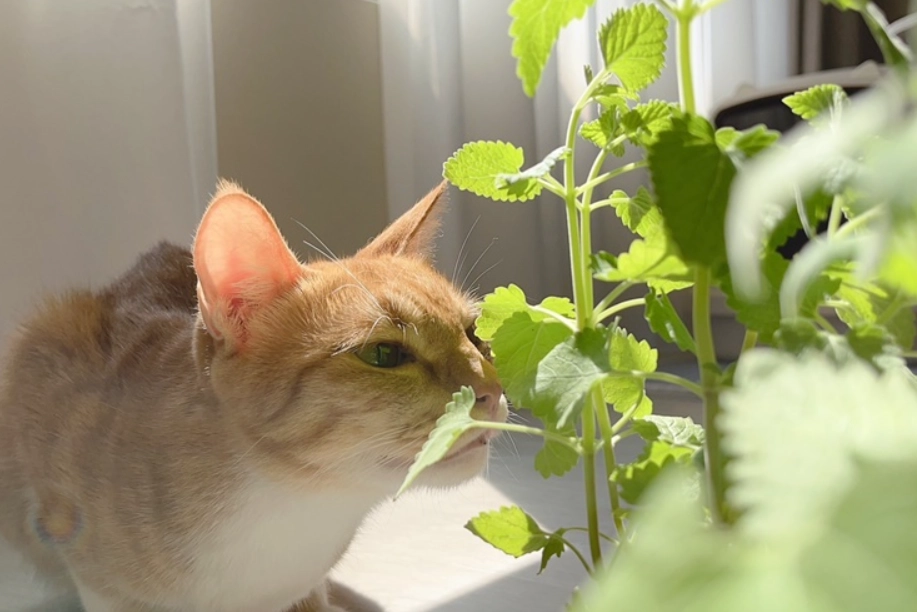 貓可以吃的植物 貓可以吃的植物
