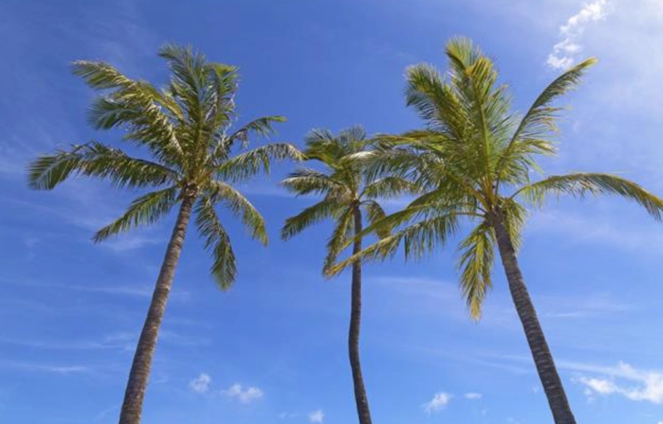 椰子樹太高處理