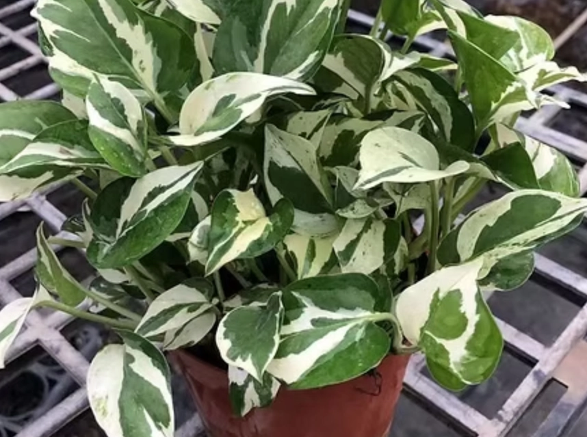 白金葛 寵物 安全