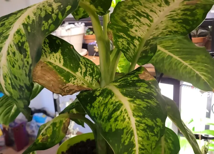 室內植物葉子下垂 室內植物葉子下垂