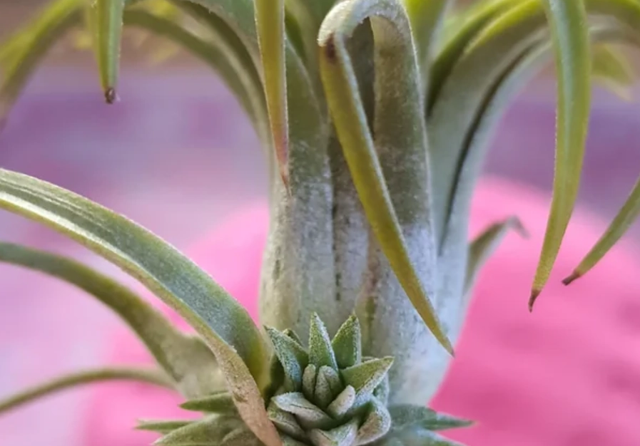 空氣鳳梨分株 空氣鳳梨分株