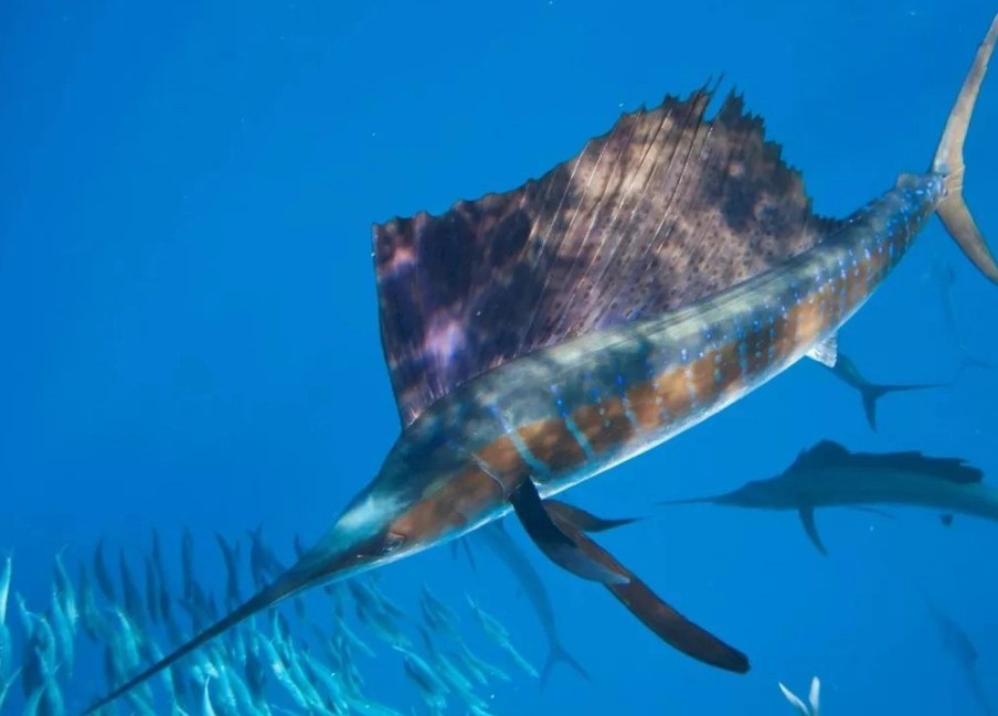 夢到大魚在游 意思