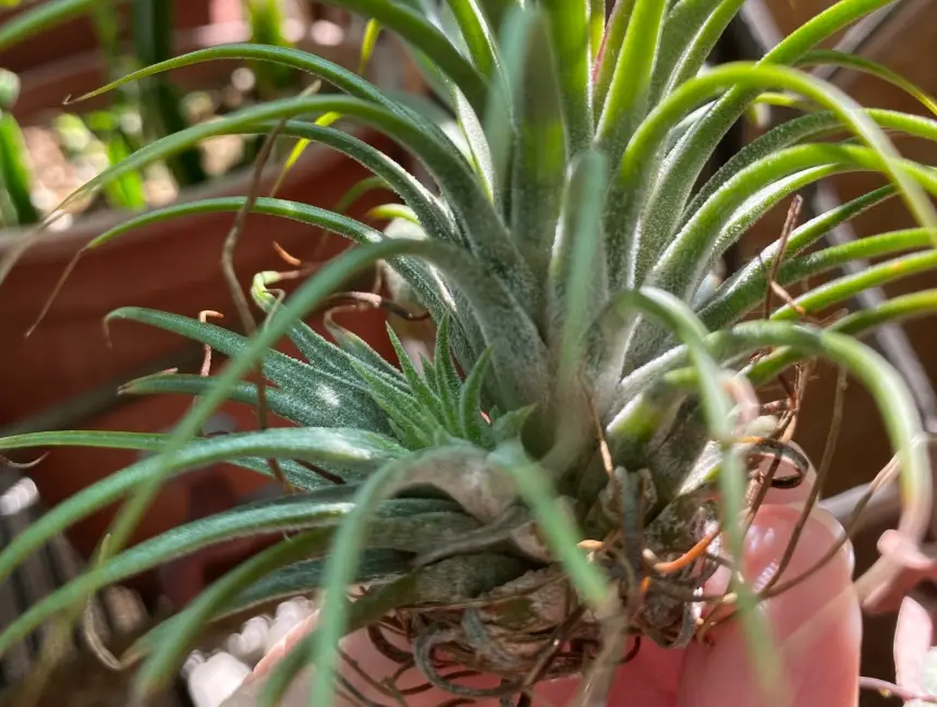 空氣鳳梨分株 空氣鳳梨分株