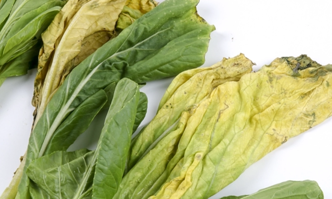 青江菜葉子變黃怎麼辦？5大原因與專家級搶救指南