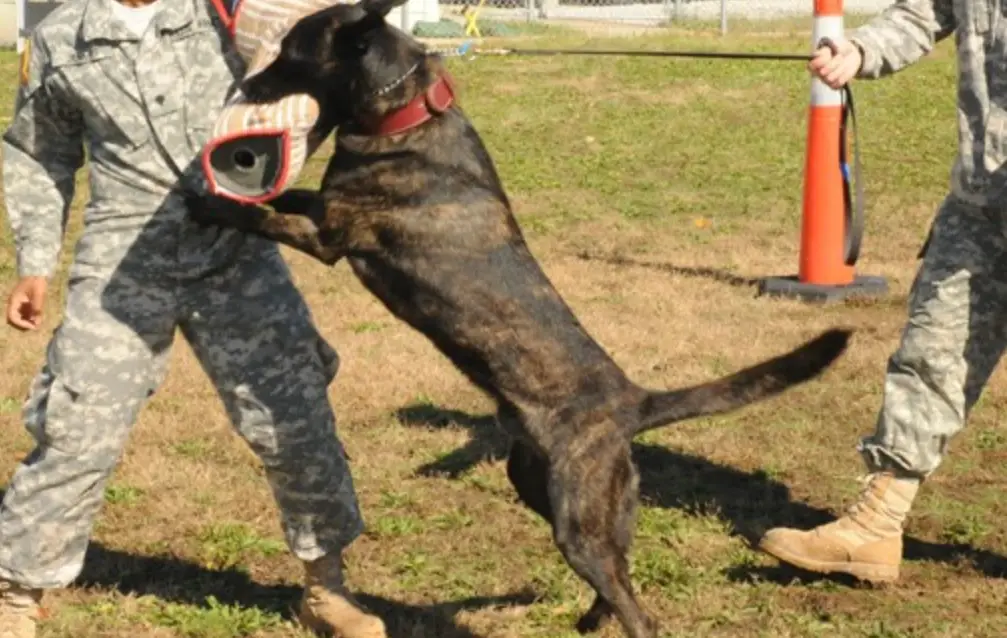 夢見被狗咬手臂代表什麼？解析5種情境與3個化解步驟