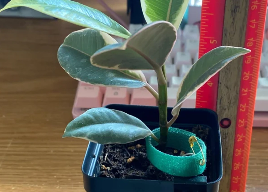 琴葉榕 催芽 方法