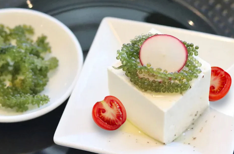 台灣海葡萄料理 台灣海葡萄料理