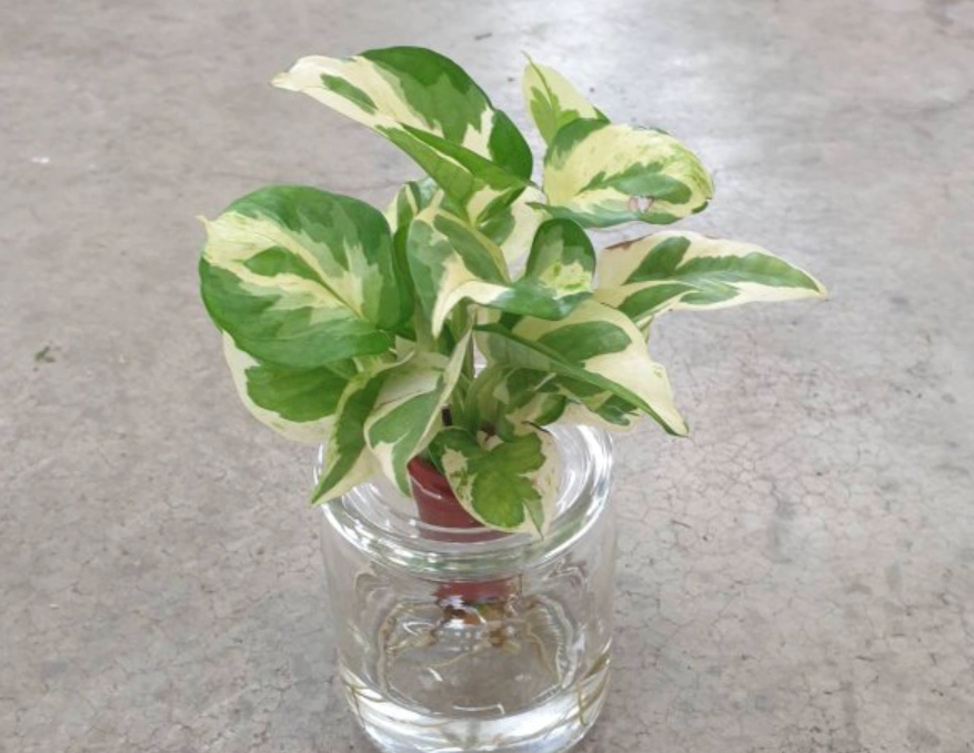 植物 中毒 處理