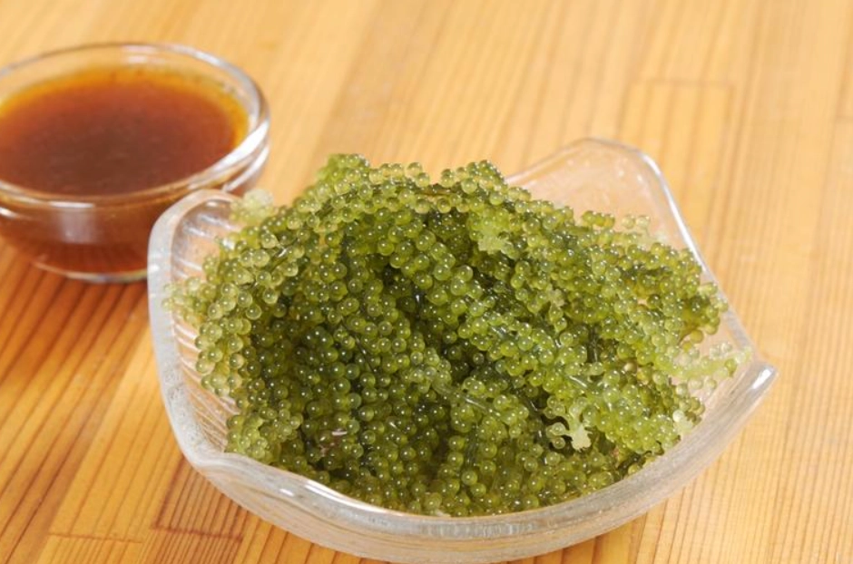 台灣海葡萄養殖與料理全攻略：從陽台到餐桌的綠色驚喜