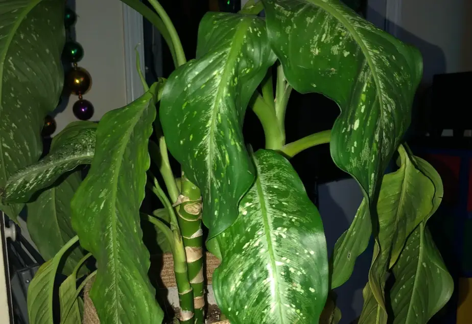 黛粉葉葉子下垂 黛粉葉葉子下垂