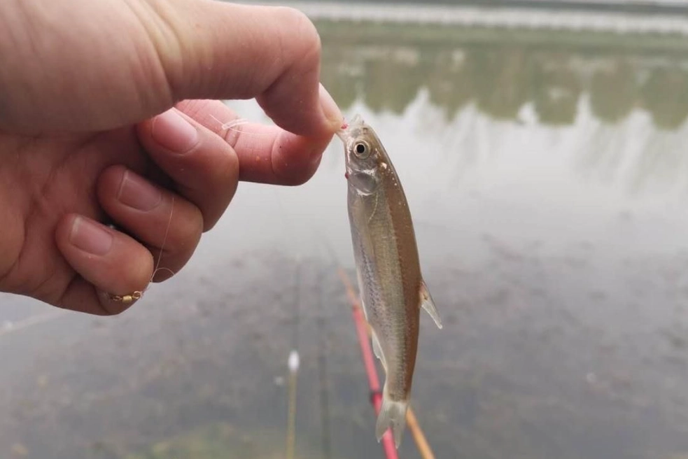 夢見釣到小魚代表什麼？5種情境與財運解析 | 解夢實戰指南