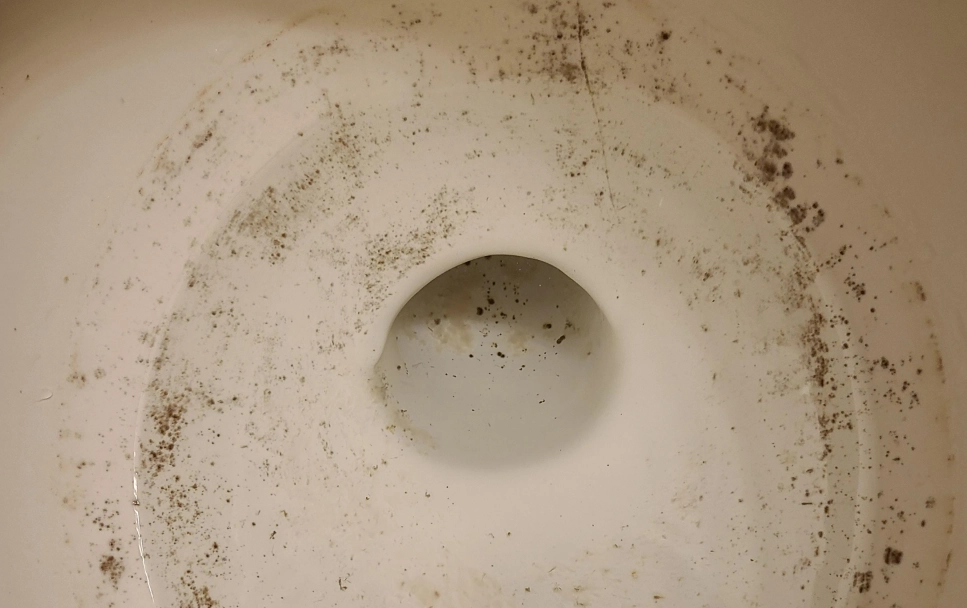 馬桶黑點 黴菌