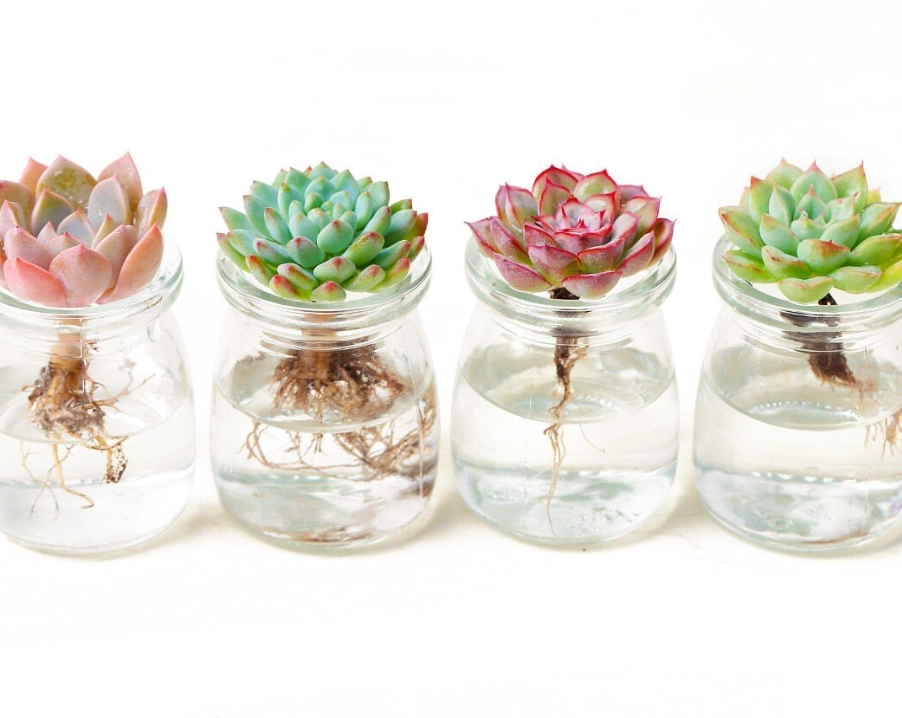 水耕多肉植物養殖指南：從零開始到高手秘訣