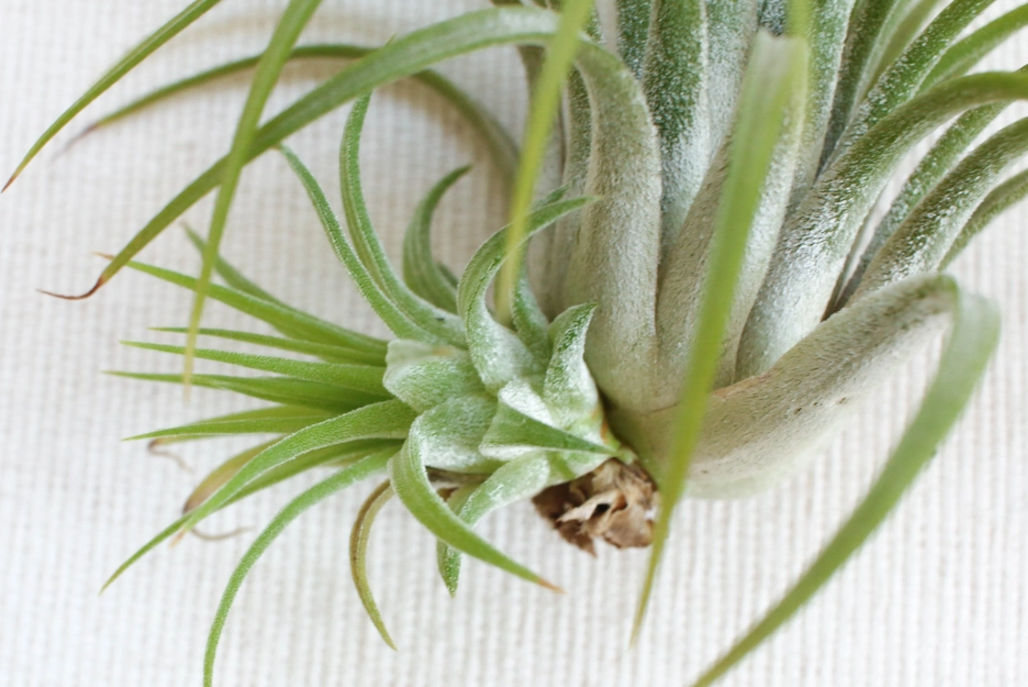 空氣鳳梨繁殖 空氣鳳梨繁殖