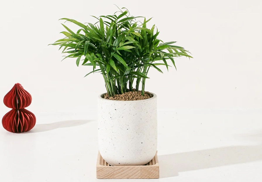 小椰子盆栽養護終極指南：從選購到爆盆的7個關鍵步驟