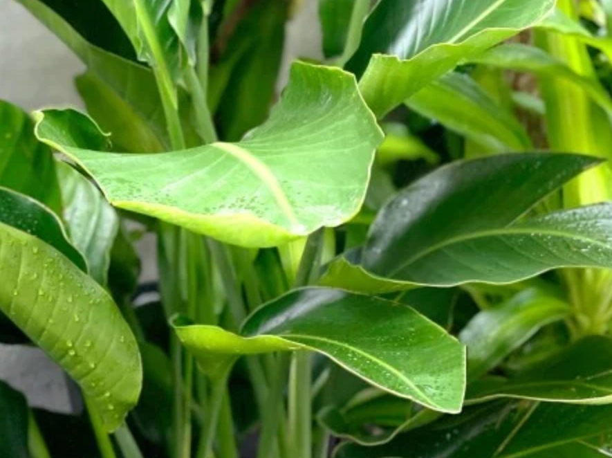 天堂鳥葉片 照顧