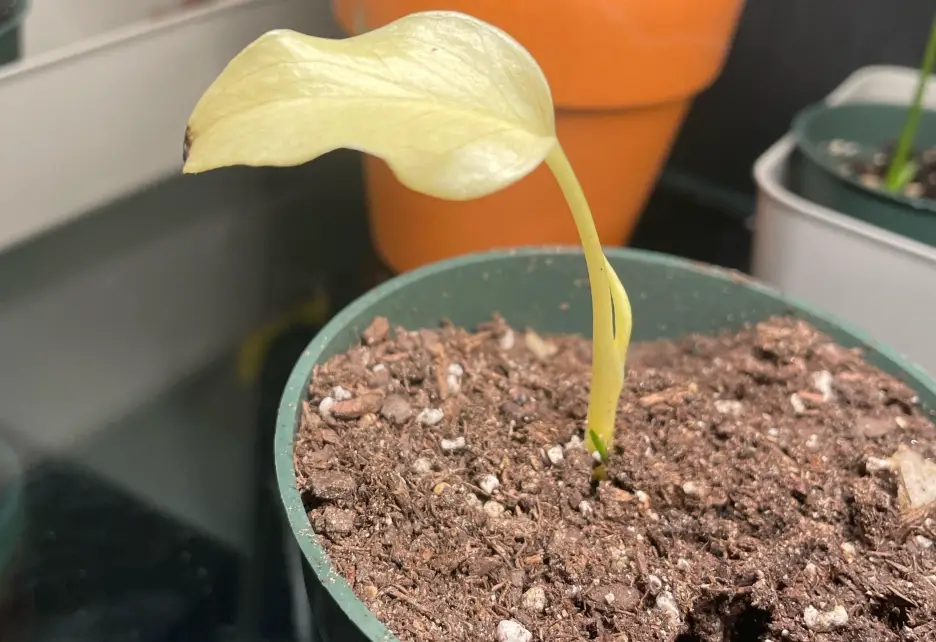 龜背芋發芽全攻略：從冒芽到爆盆的關鍵養護與繁殖技巧