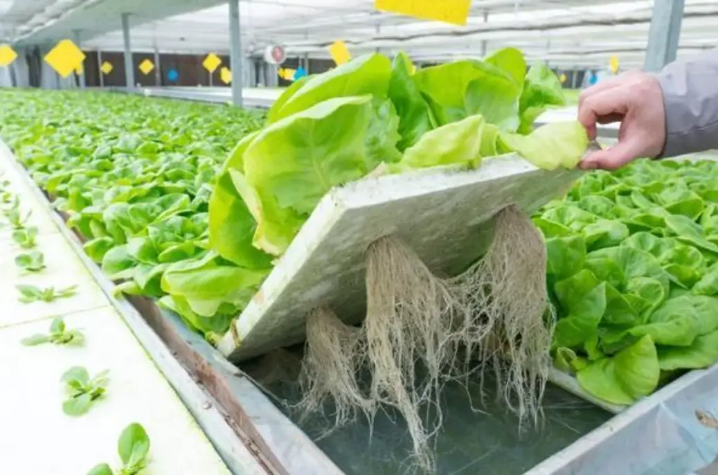 水培蔬菜技術入門指南：從零開始打造無土家庭農場