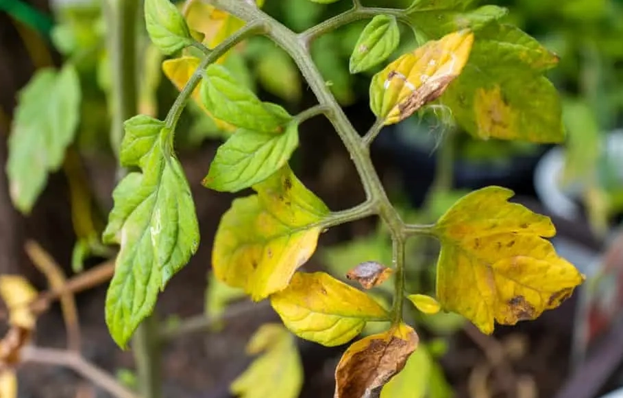 植物葉子黃斑處理 植物葉子黃斑處理