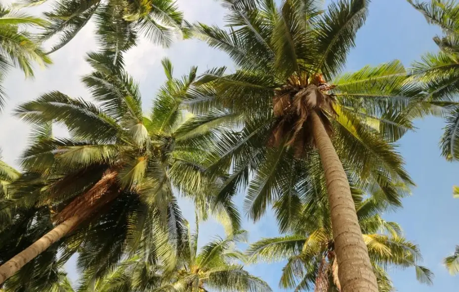 椰子樹太高處理