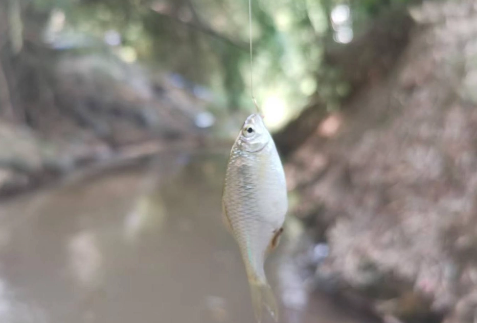 夢見釣到小魚意思