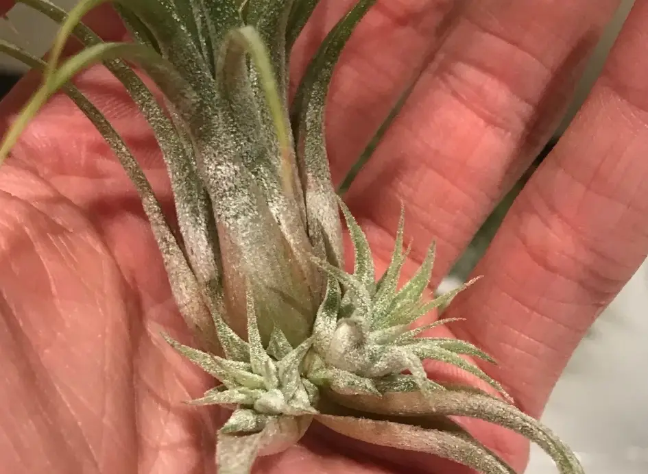 空氣鳳梨繁殖 空氣鳳梨繁殖