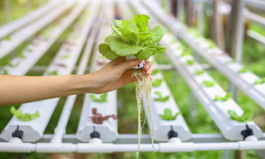 家庭水耕 家庭水耕