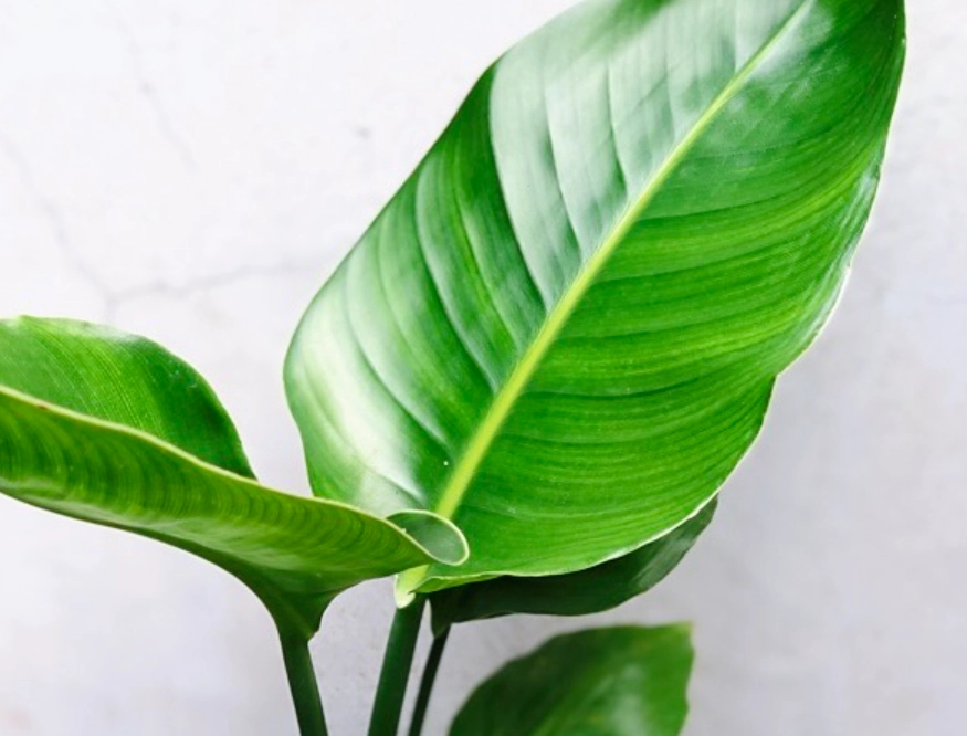 天堂鳥 葉子 變黃