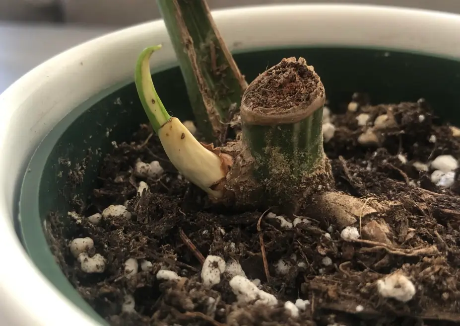 龜背芋發芽照顧