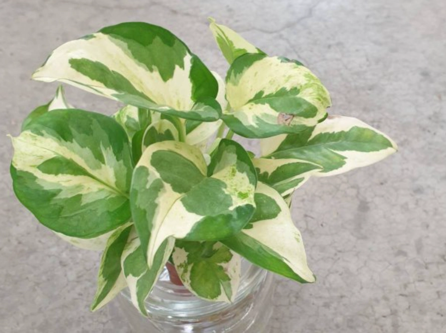 白金葛 寵物 安全