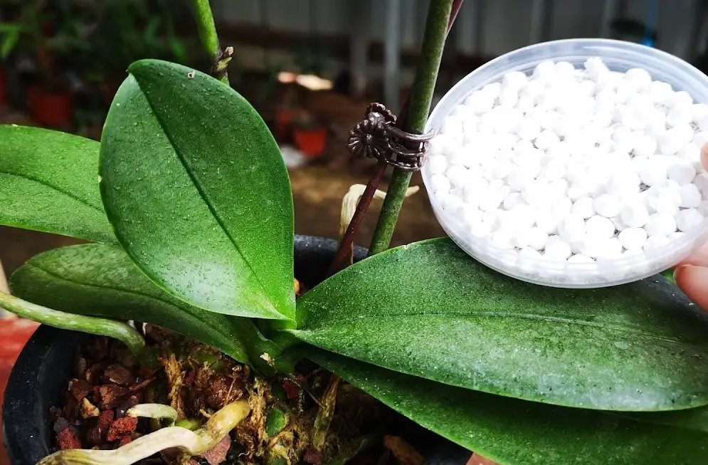 蝴蝶蘭肥料終極指南：品種、時機、用法與常見錯誤一次搞懂