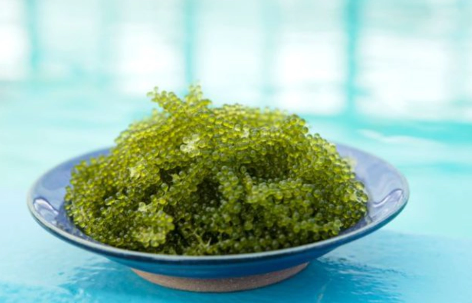 海葡萄種植 海葡萄種植