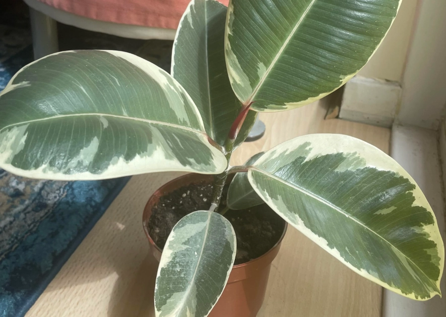 琴葉榕 生長 緩慢 原因