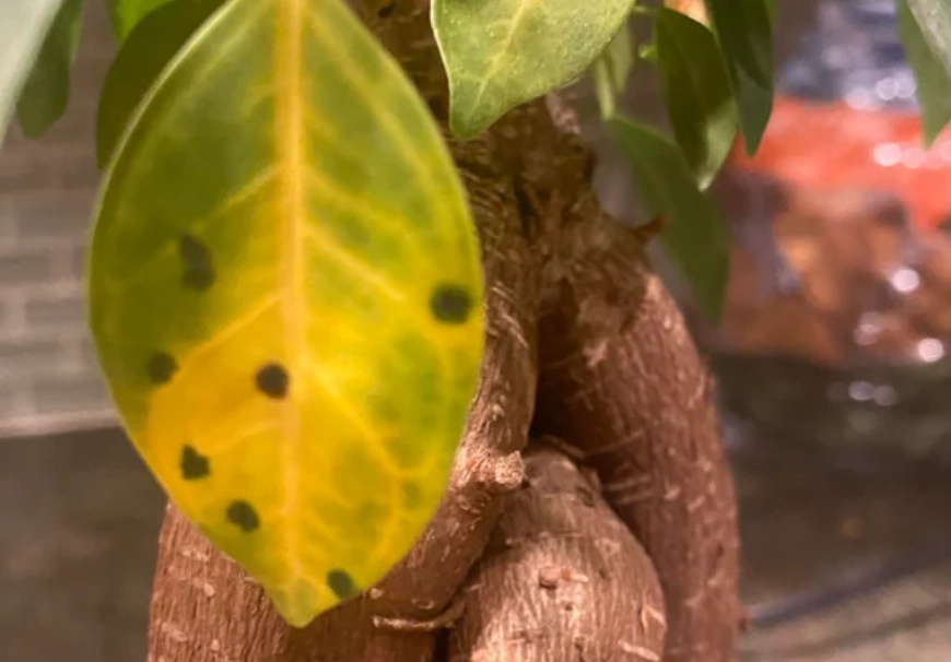 葉子有黃點原因 葉子有黃點原因