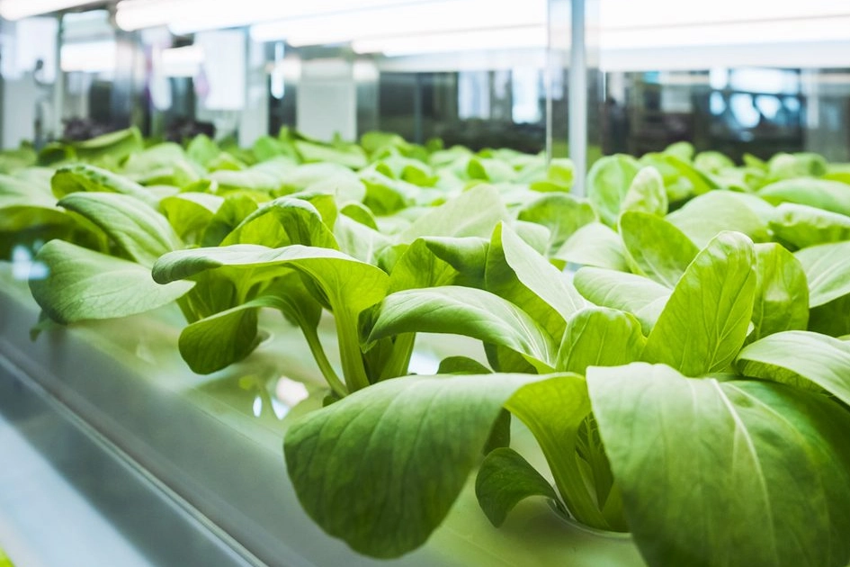 水培蔬菜 水培蔬菜